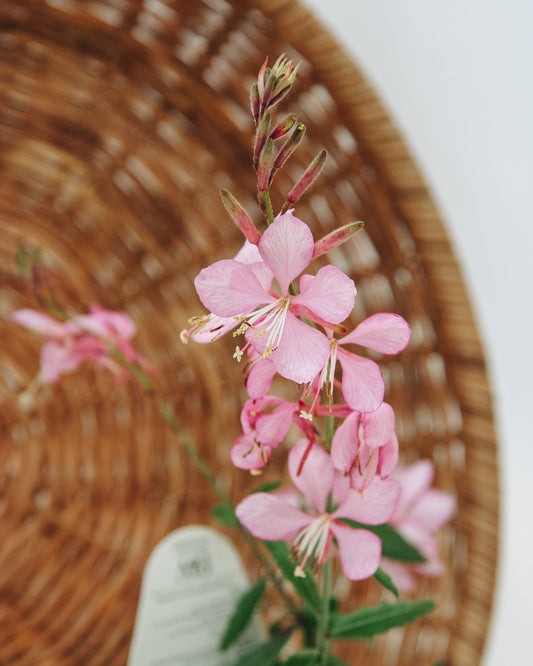 Guara Stratosphère Picotee rose