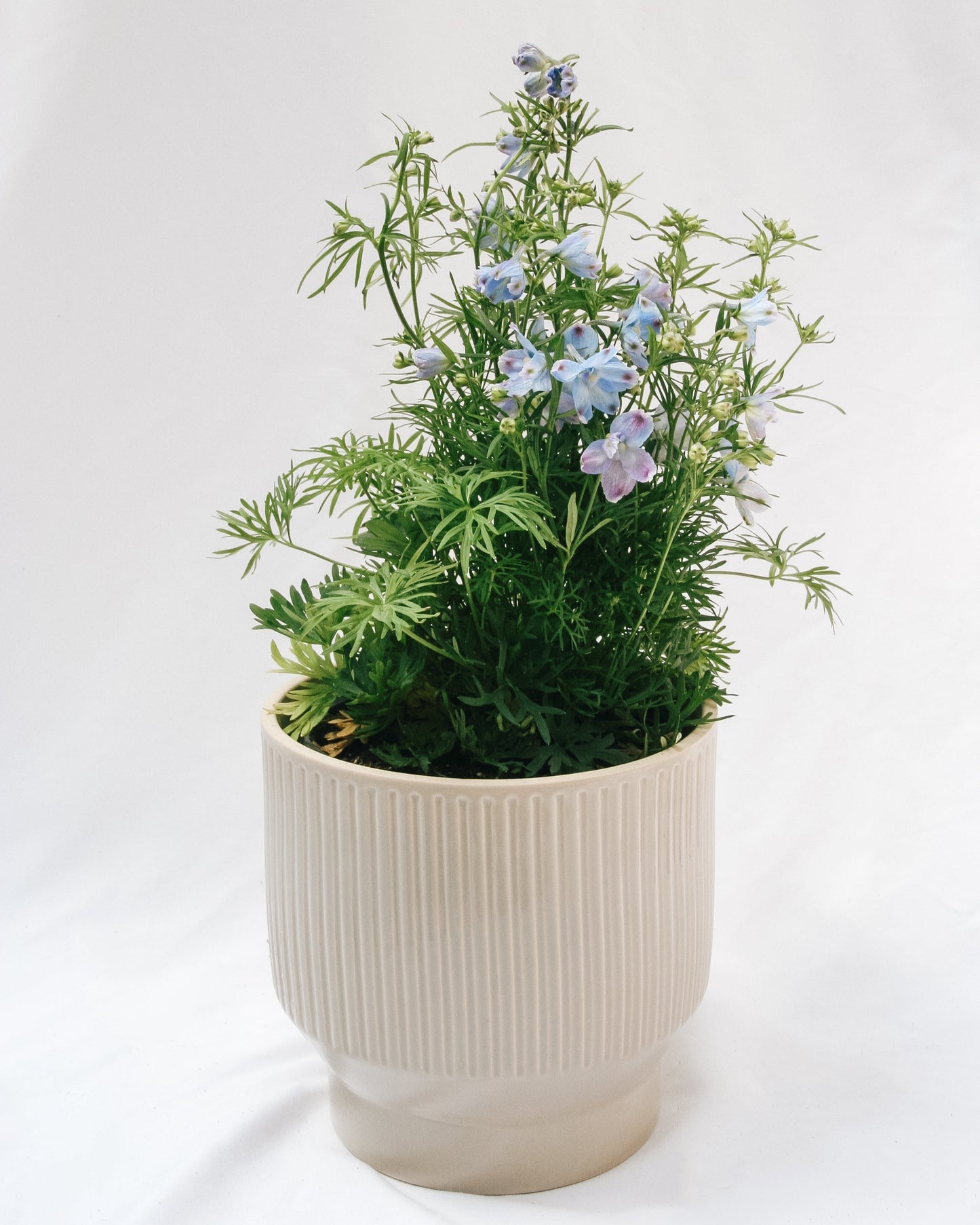 Summer Blues Larkspur
