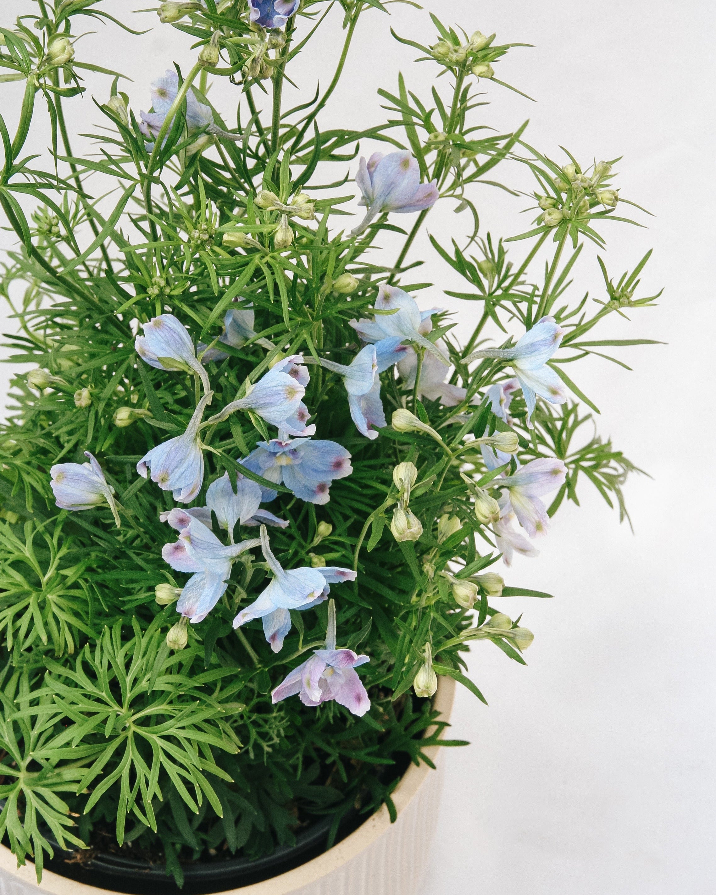 Summer Blues Larkspur