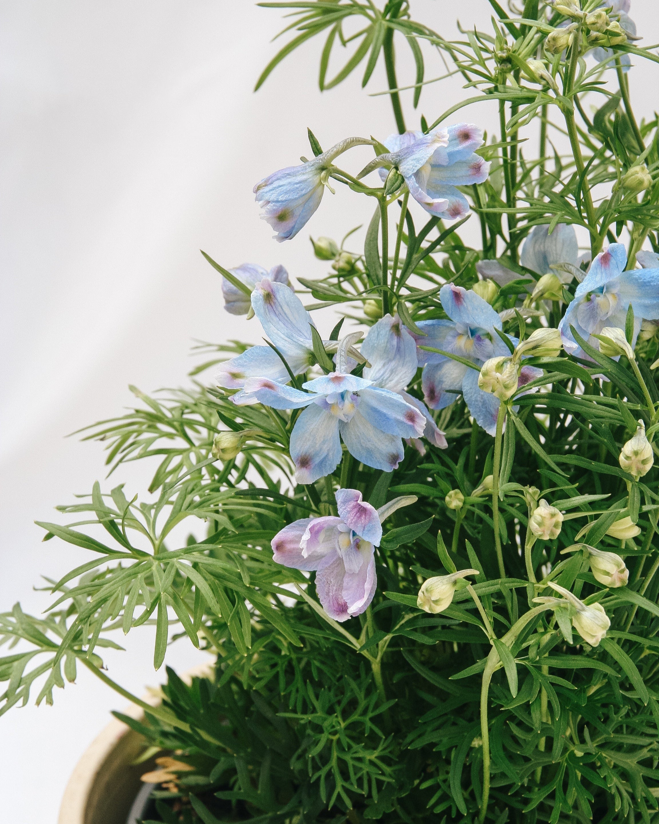 Summer Blues Larkspur