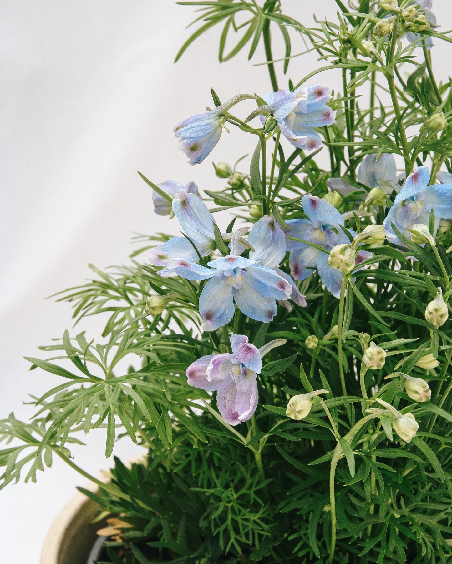 Summer Blues Larkspur