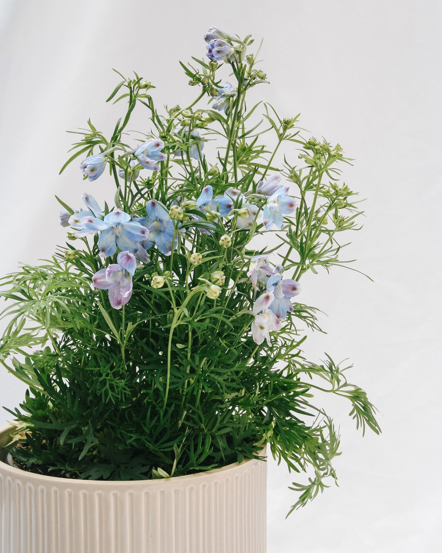 Summer Blues Larkspur