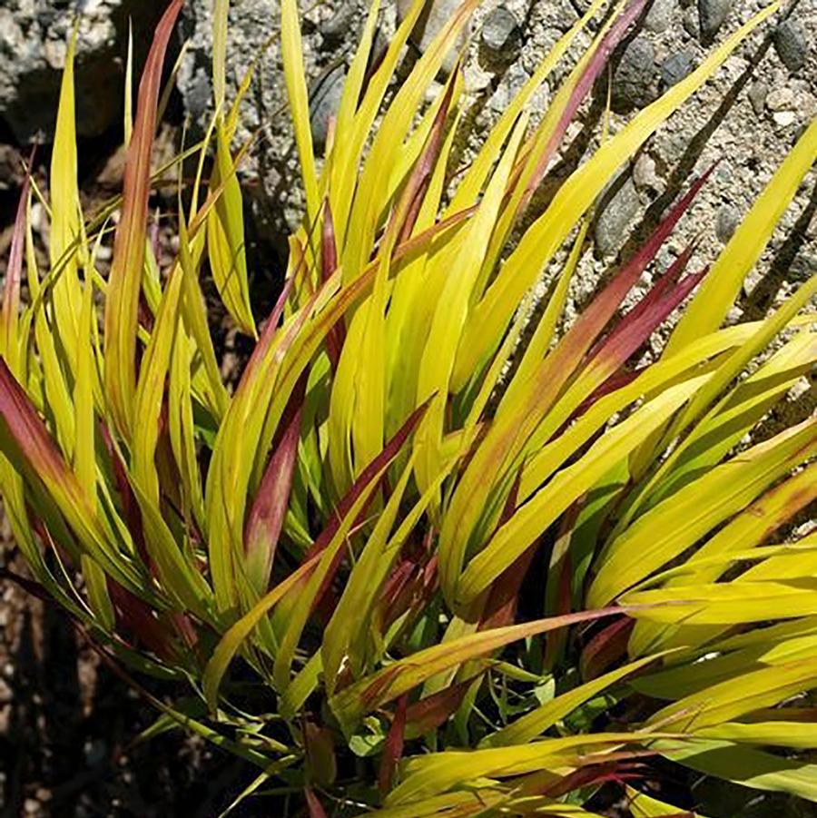 Herbe de forêt japonaise Sunflare