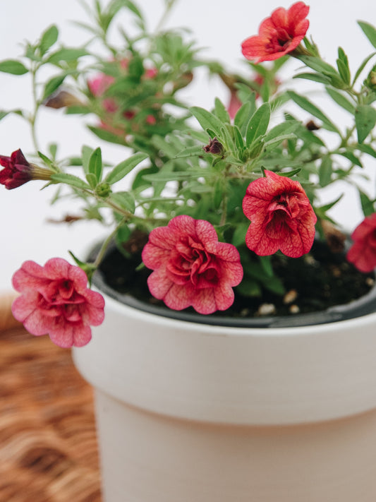 Calibrachoa Superbells® Double Vintage Corail