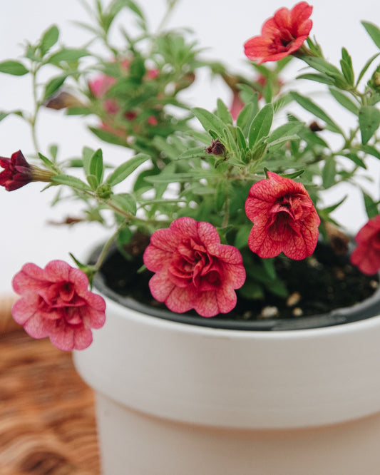 Calibrachoa Superbells® Double Vintage Corail