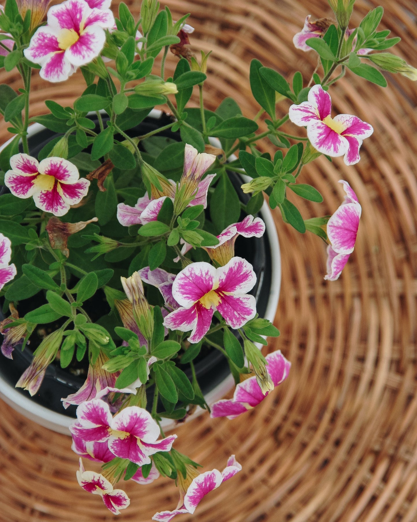 Calibrachoa Superbells Sainte vache !