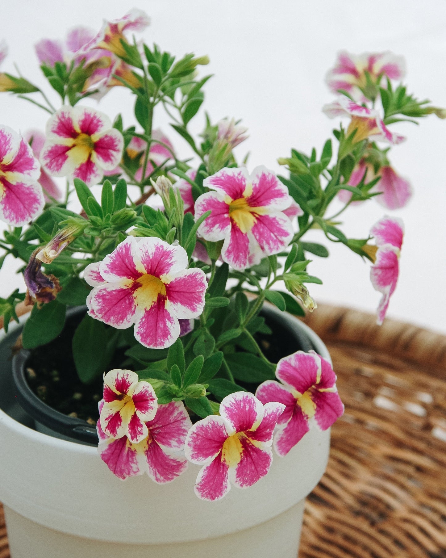 Calibrachoa Superbells Sainte vache !