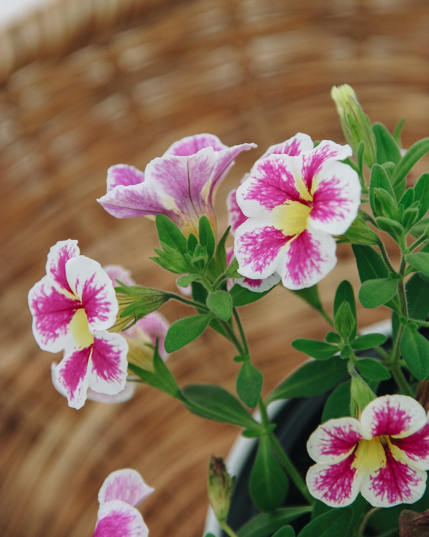 Calibrachoa Superbells Sainte vache !