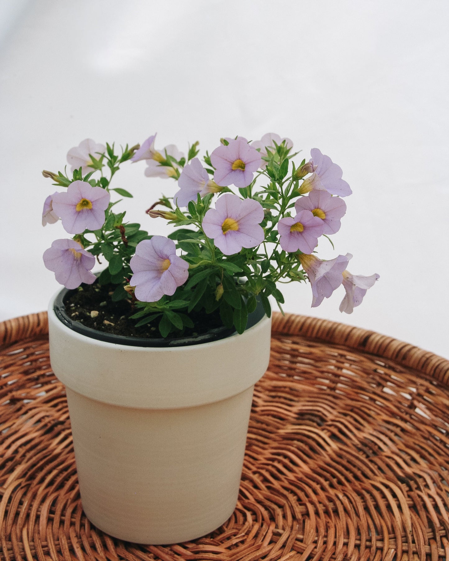 Calibrachoa Superbells Miss Lilas