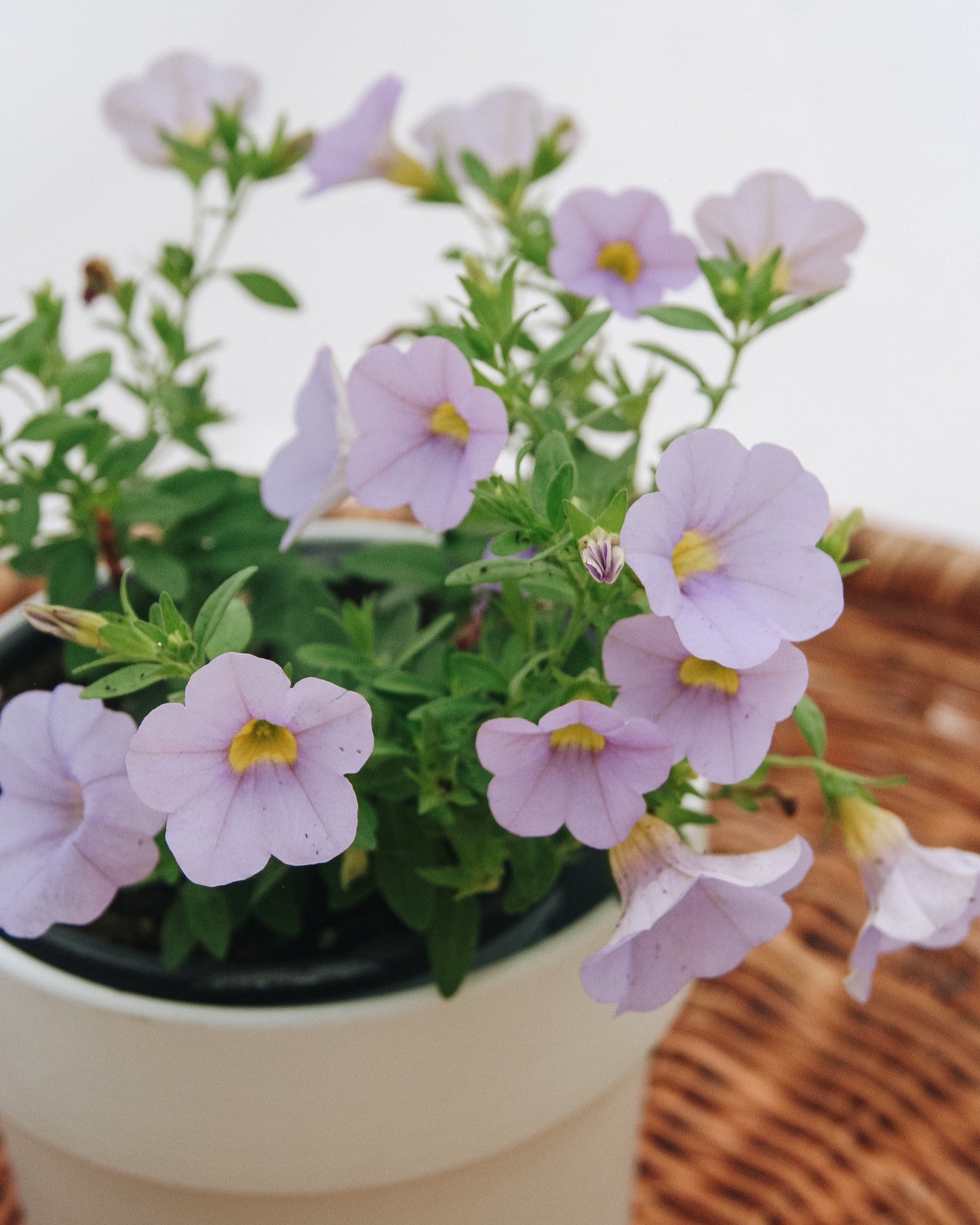 Calibrachoa Superbells Miss Lilas