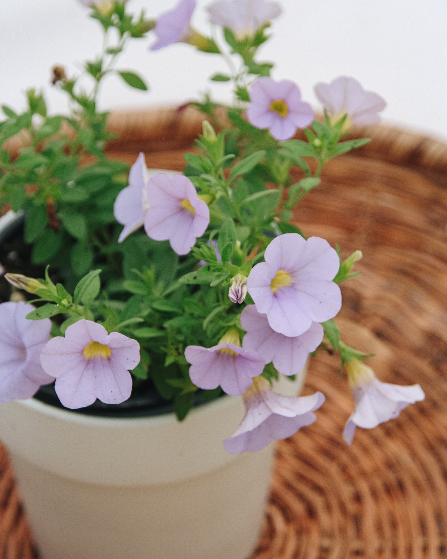 Calibrachoa Superbells Miss Lilas