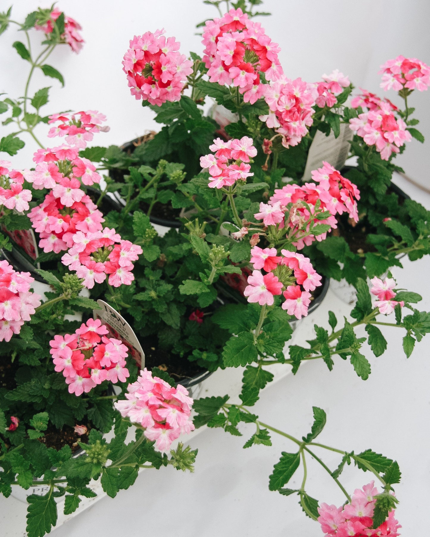 Verbena Superbena Sparkling Rose