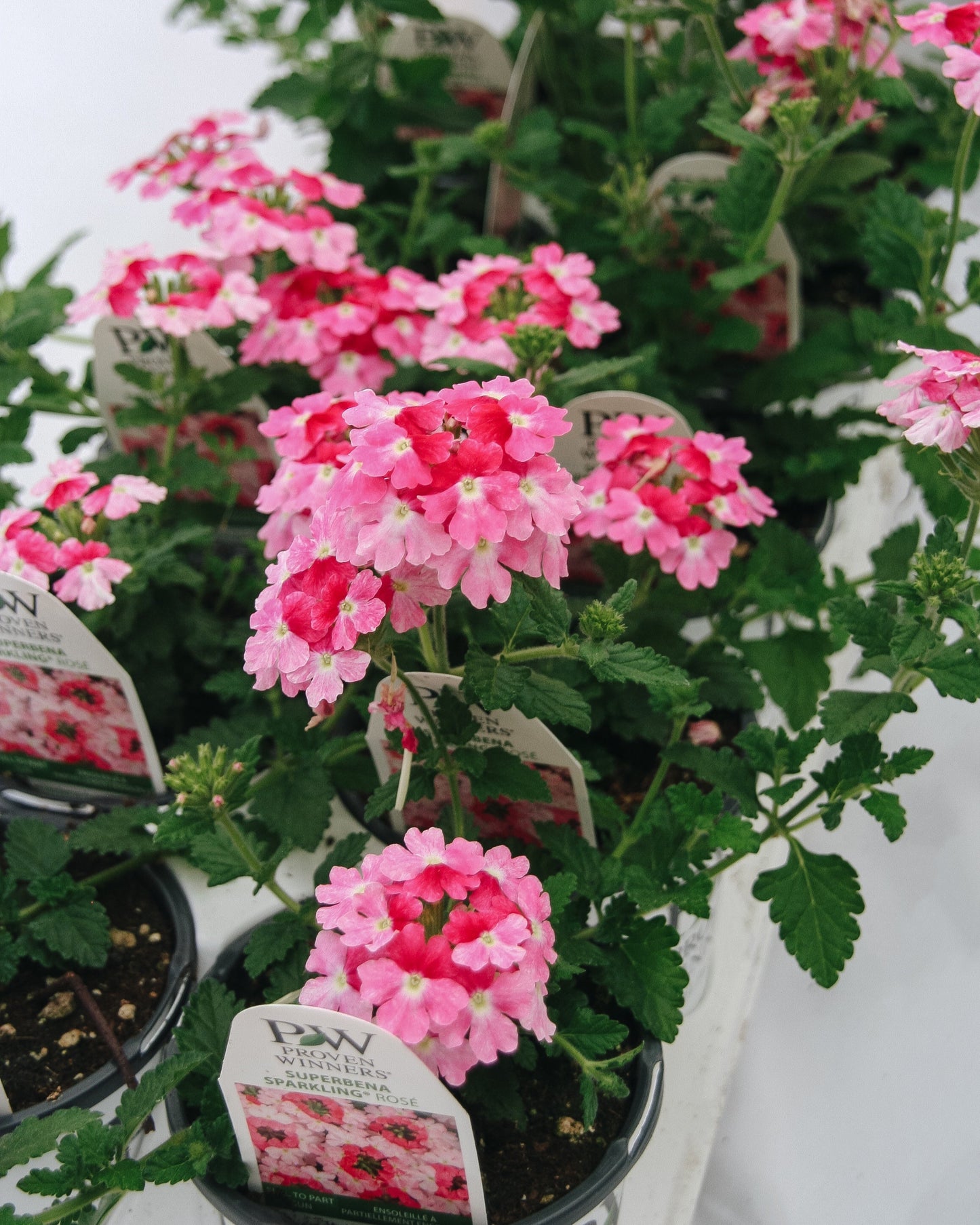 Verbena Superbena Sparkling Rose