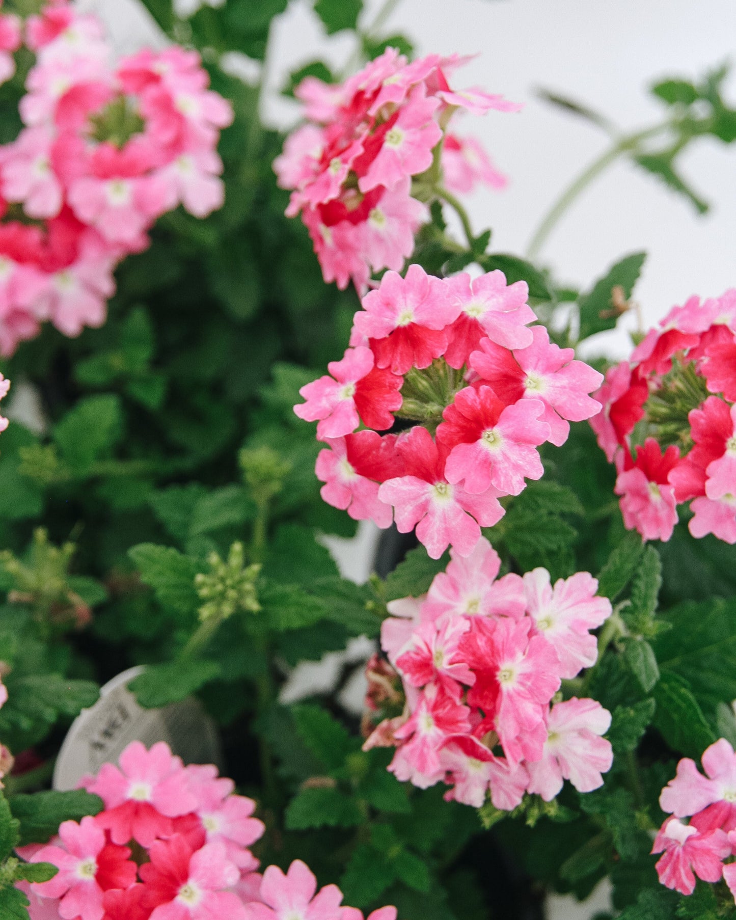 Verbena Superbena Sparkling Rose