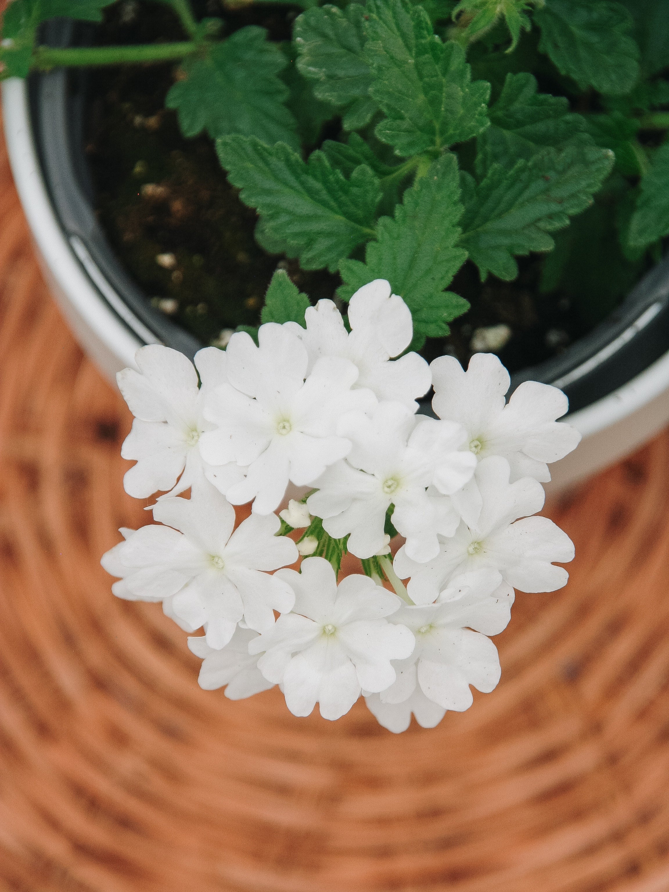 Verbena Superbena Whiteout