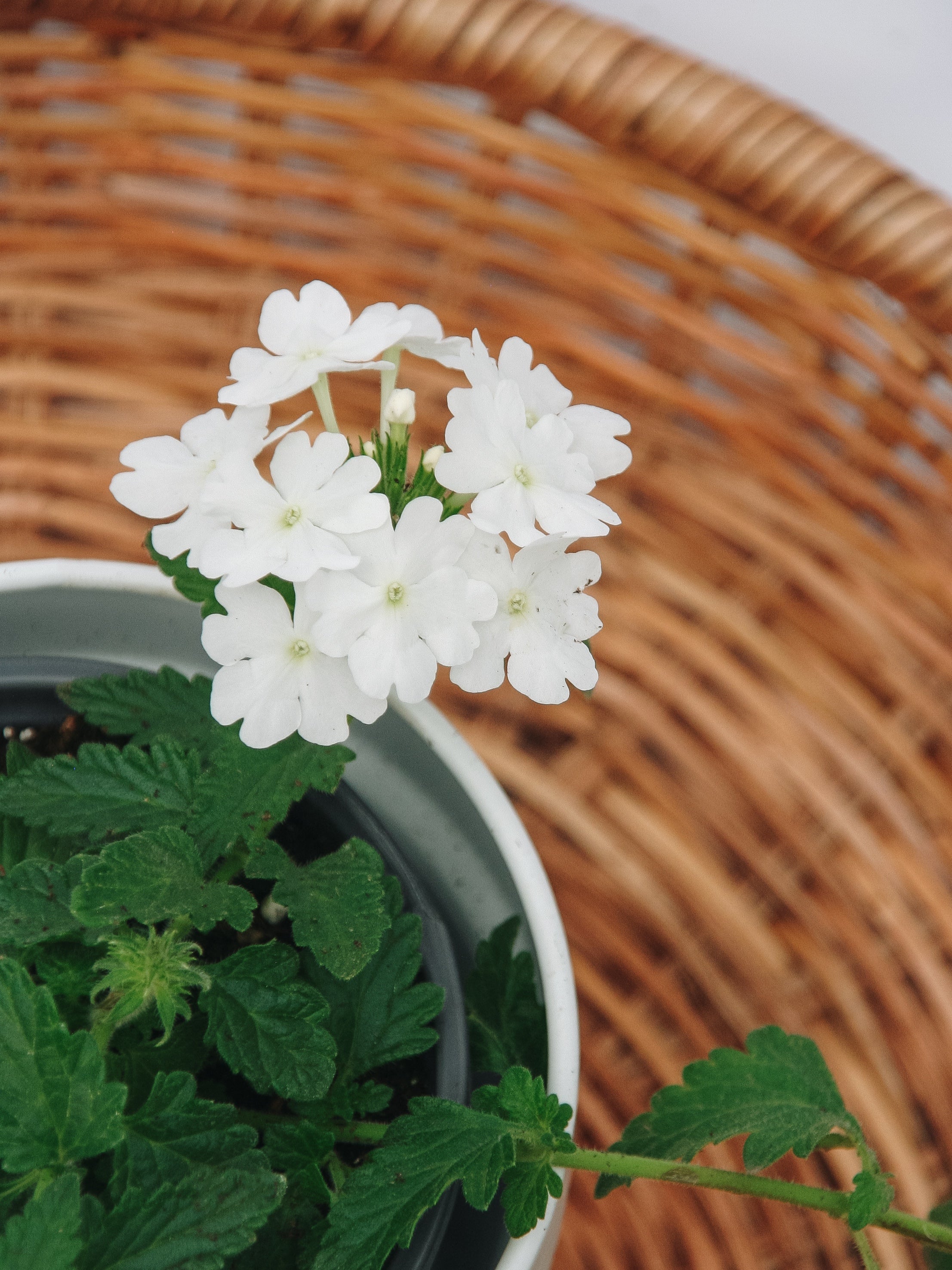 Verbena Superbena Whiteout