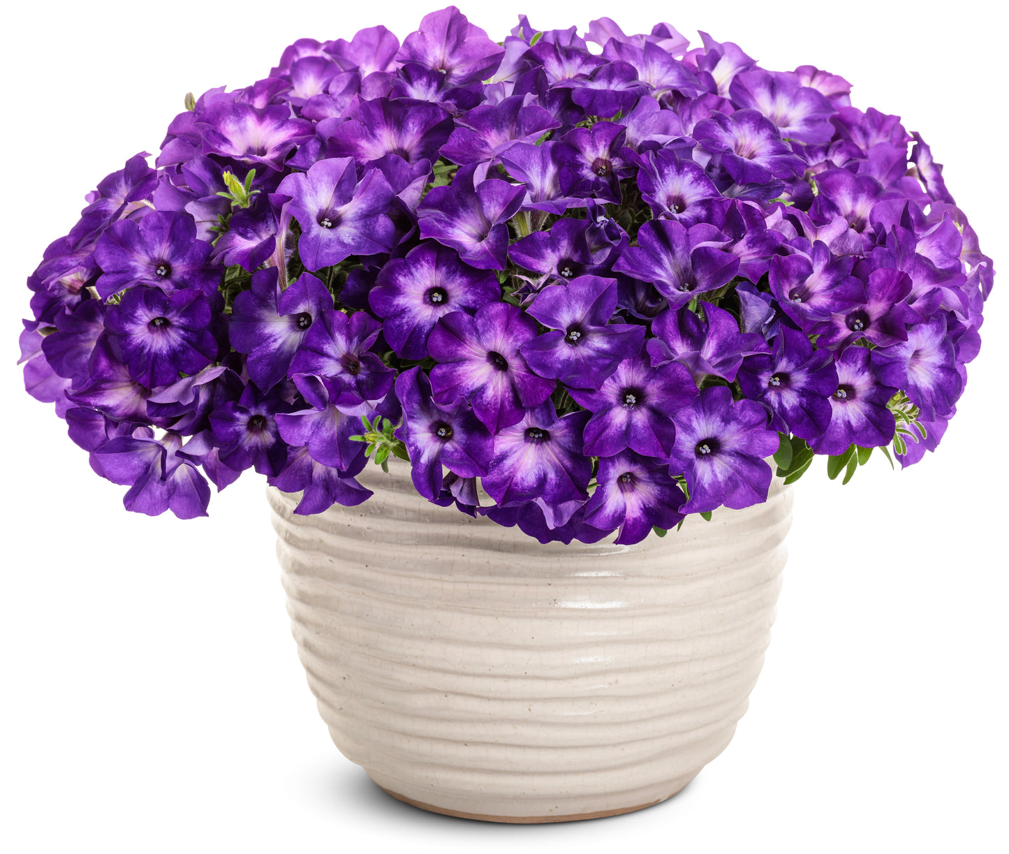 Supertunia Tiara Blue Petunia