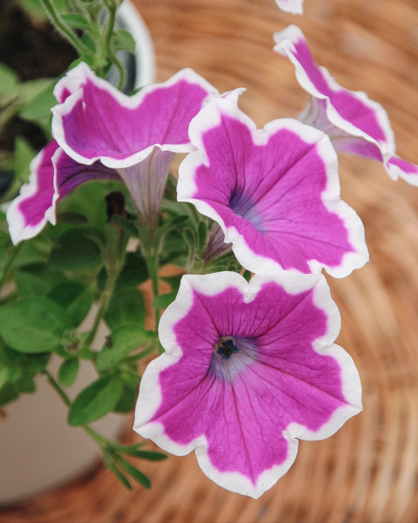 Pétunia Supertunia Hoopla Orchidée Vive