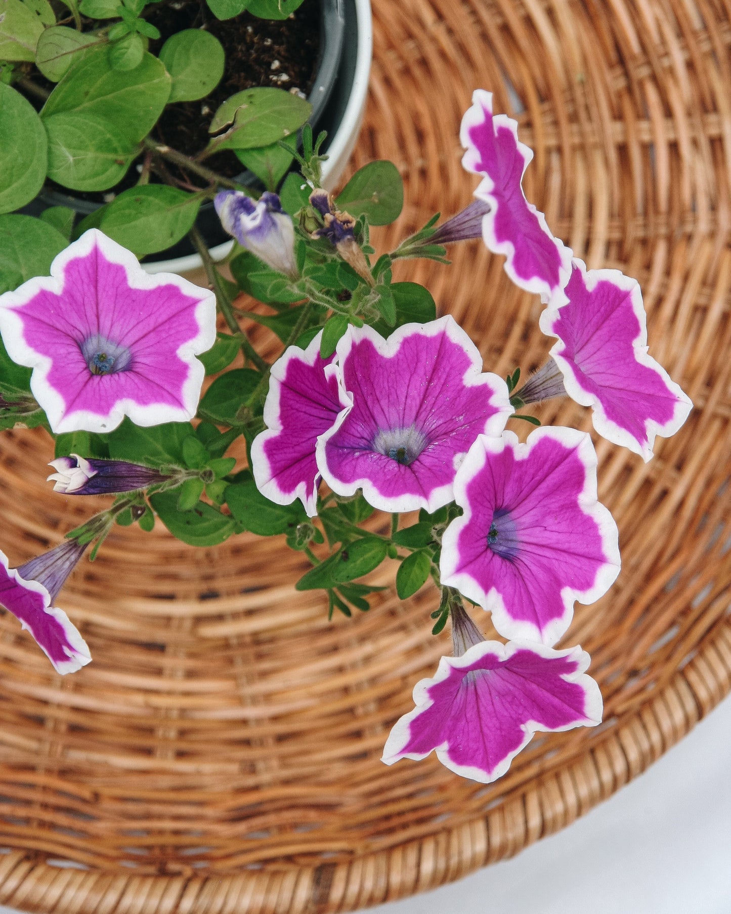 Pétunia Supertunia Hoopla Orchidée Vive