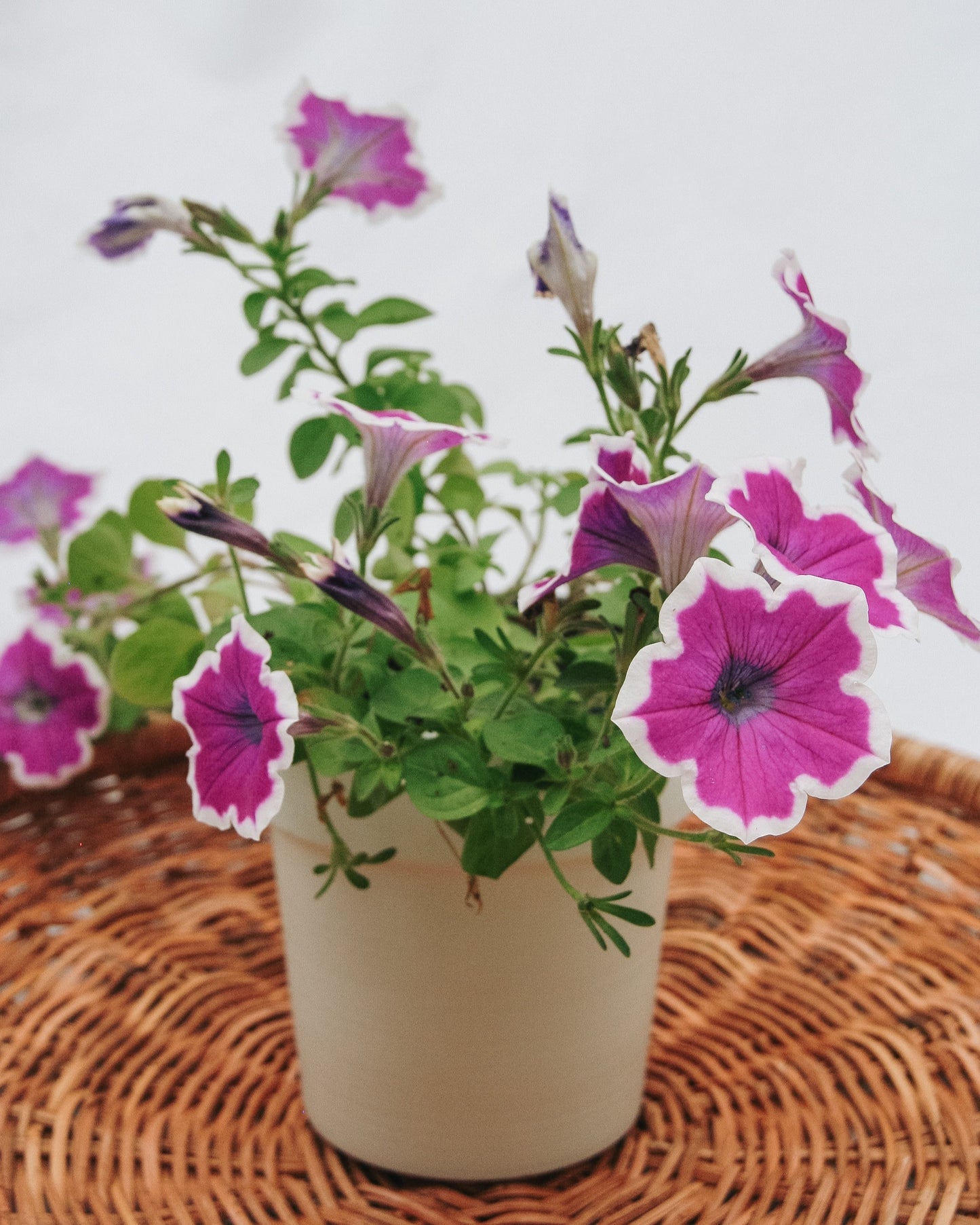 Pétunia Supertunia Hoopla Orchidée Vive