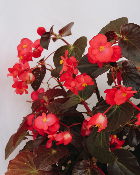 Begonia Surefire Cherry Cordial