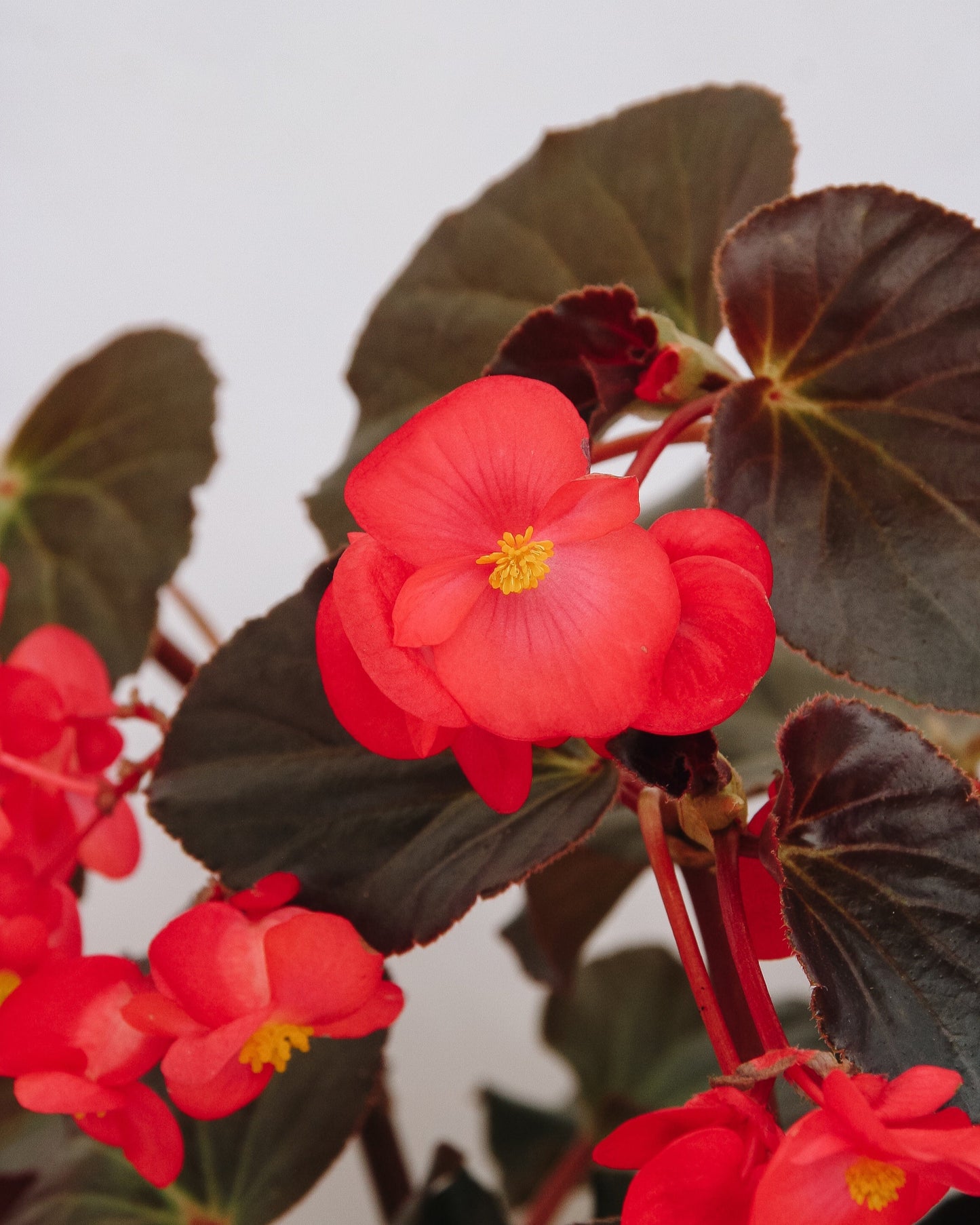 Begonia Surefire Cherry Cordial