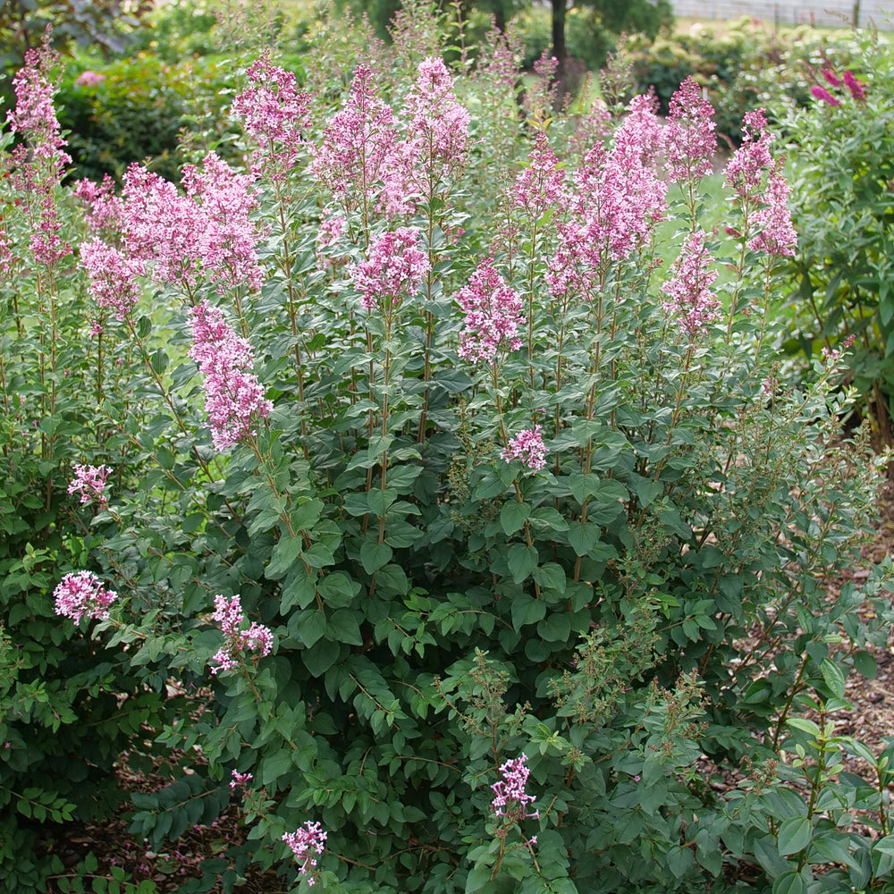 Bloomerang Ballet Reblooming Lilac