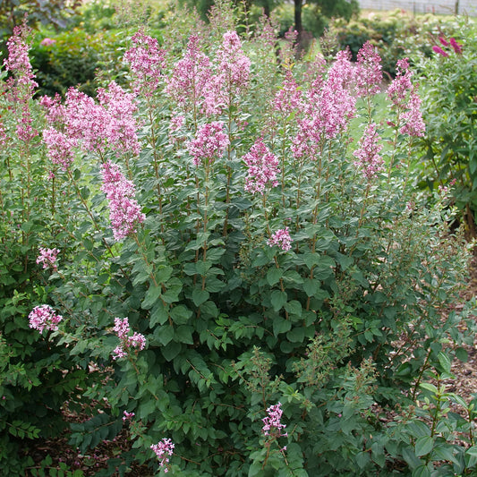 Bloomerang Ballet Reblooming Lilac