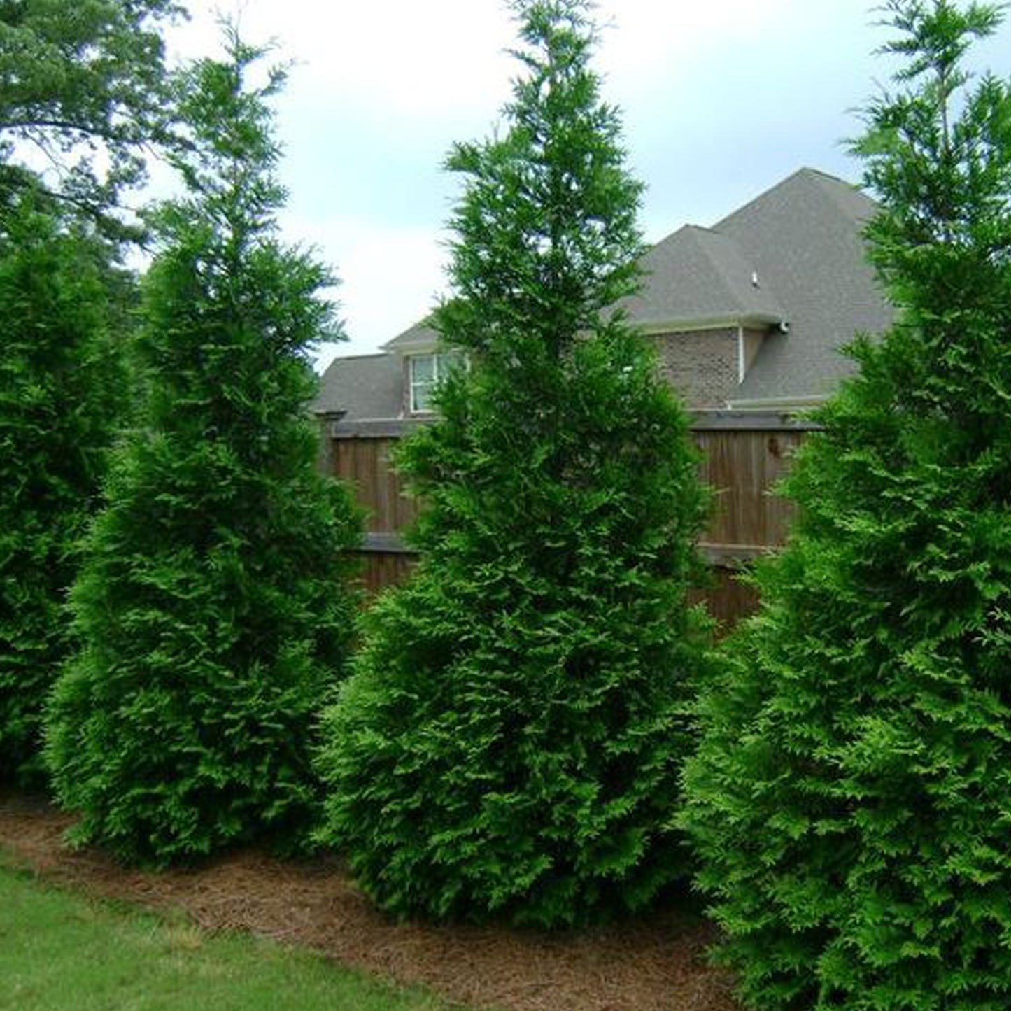 Green Giant Western Red Cedar Tree