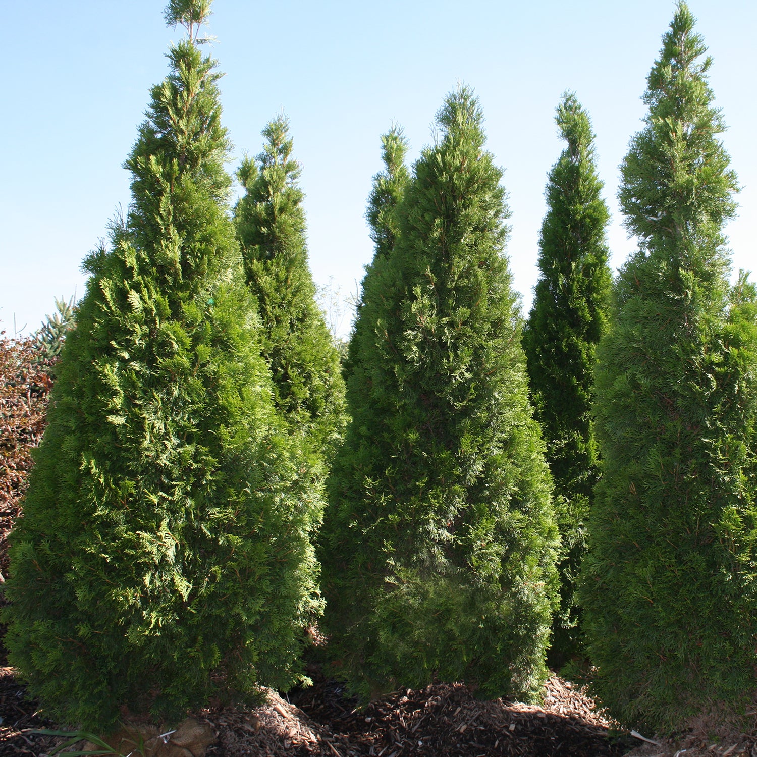 Emerald Cedar- Wire Backet – LandscapeDirect