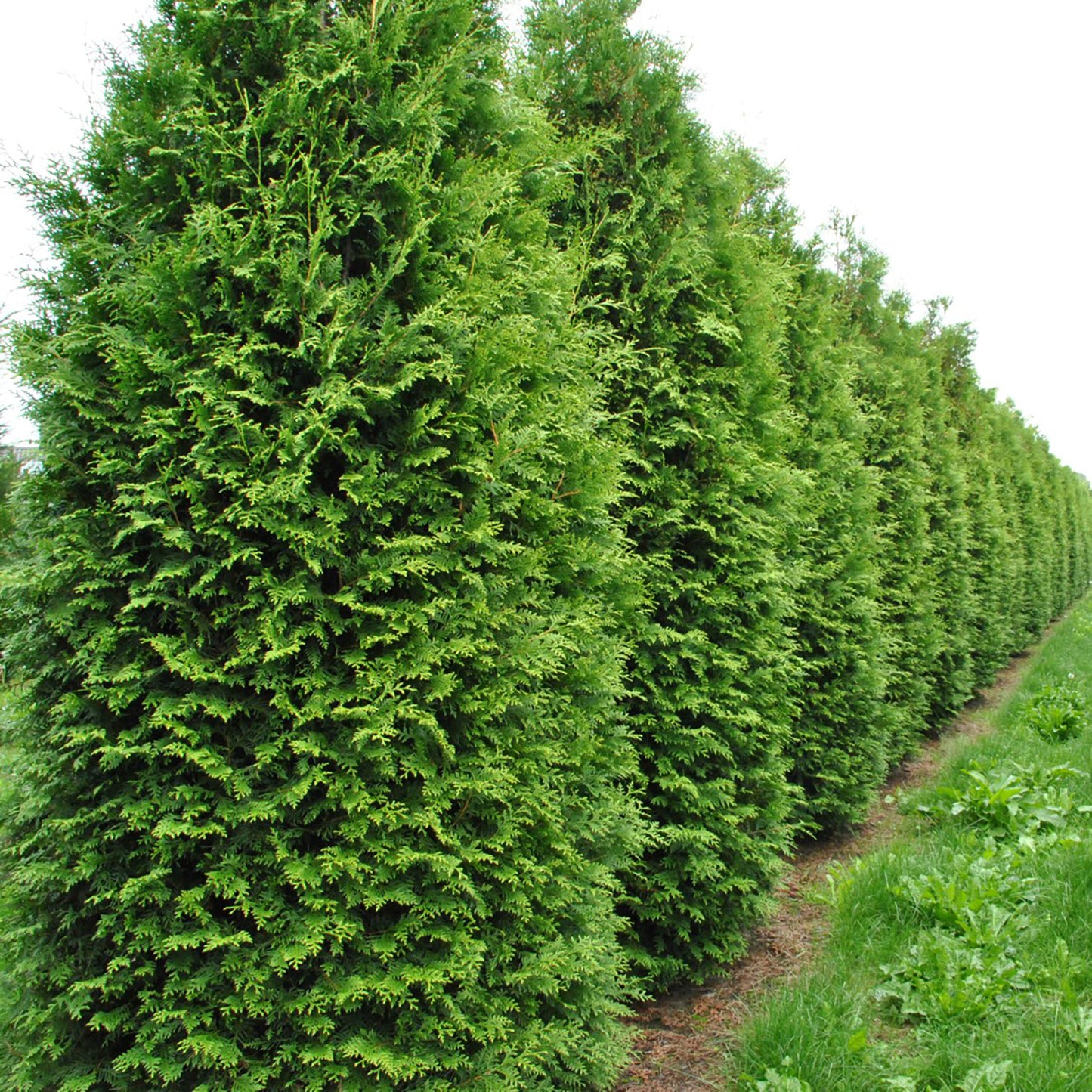 King of Brabant Arborvitae