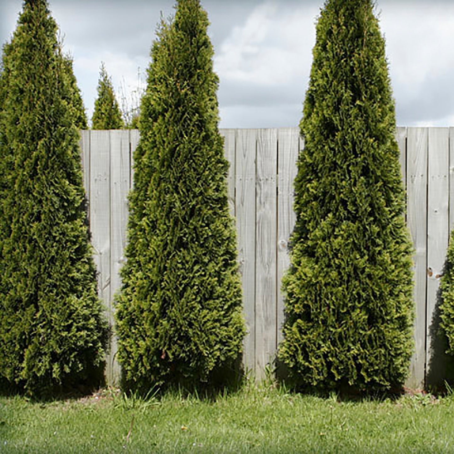 Skybound Arborvitae