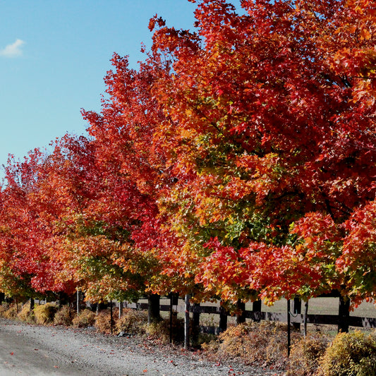 Érable Freeman à feuilles d'automne