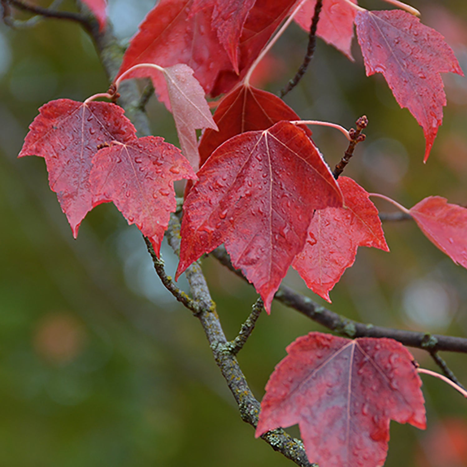 Érable rouge du coucher du soleil