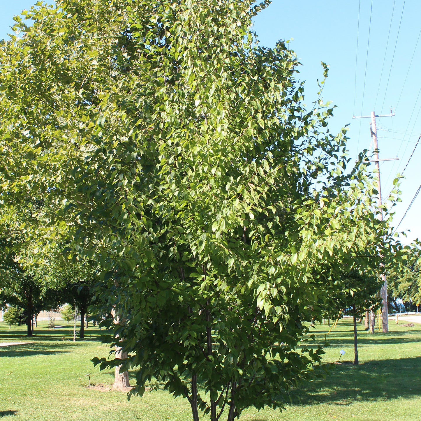 Jacquemontii Birch