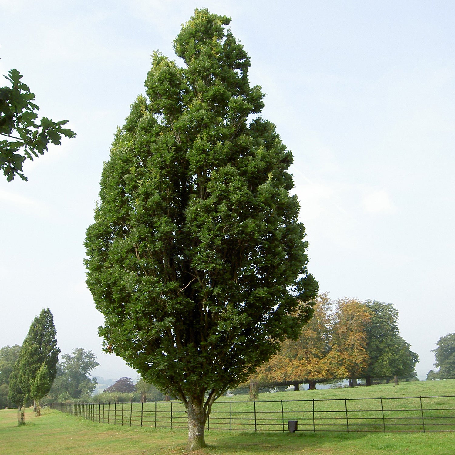 Skyrocket Oak – LandscapeDirect