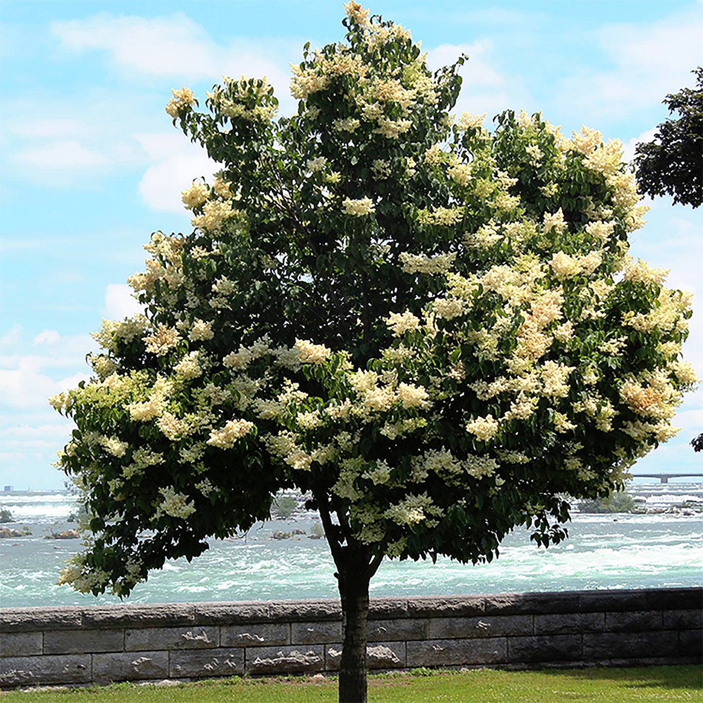 Ivory Silk Japanese Tree Lilac