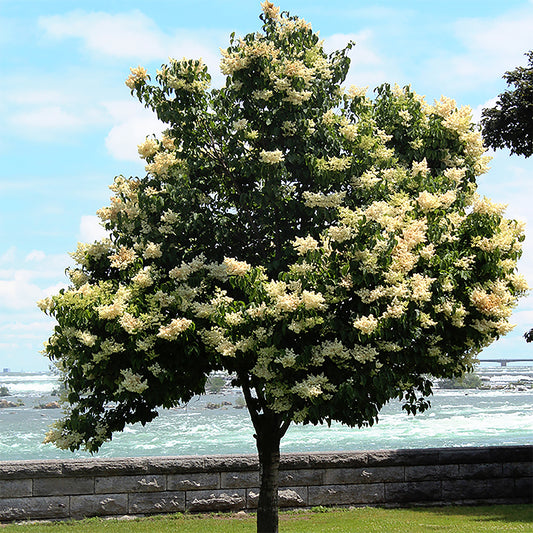 Arbre japonais en soie ivoire Lilas