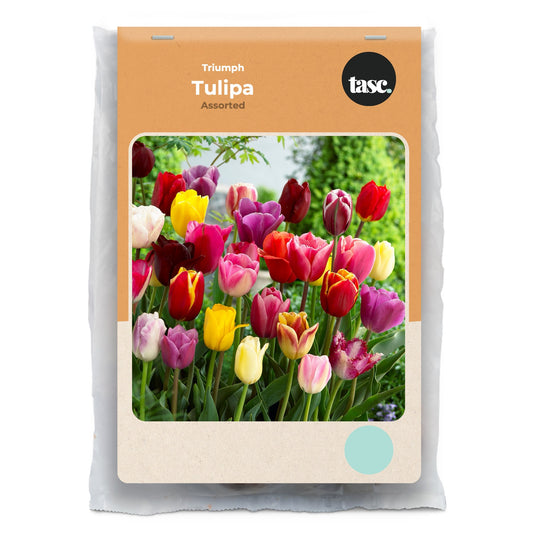 Triumph Assorted Tulip
