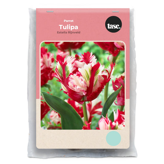 Parrot Estella Rijnveld Tulip