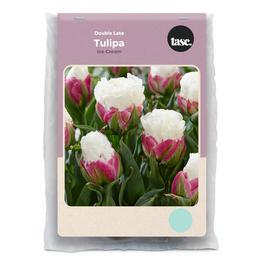 Double Late Ice Cream Tulip