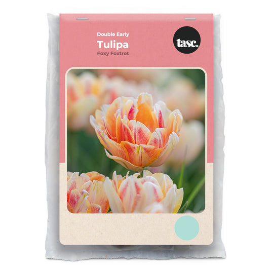 Double Early Foxy Foxtrot Tulip