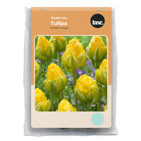 Double Late Vanilla Coupe Tulip
