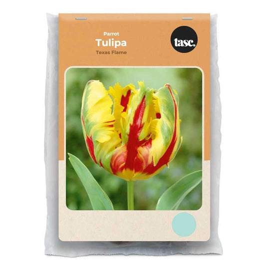 Parrot Texas Flame Tulip