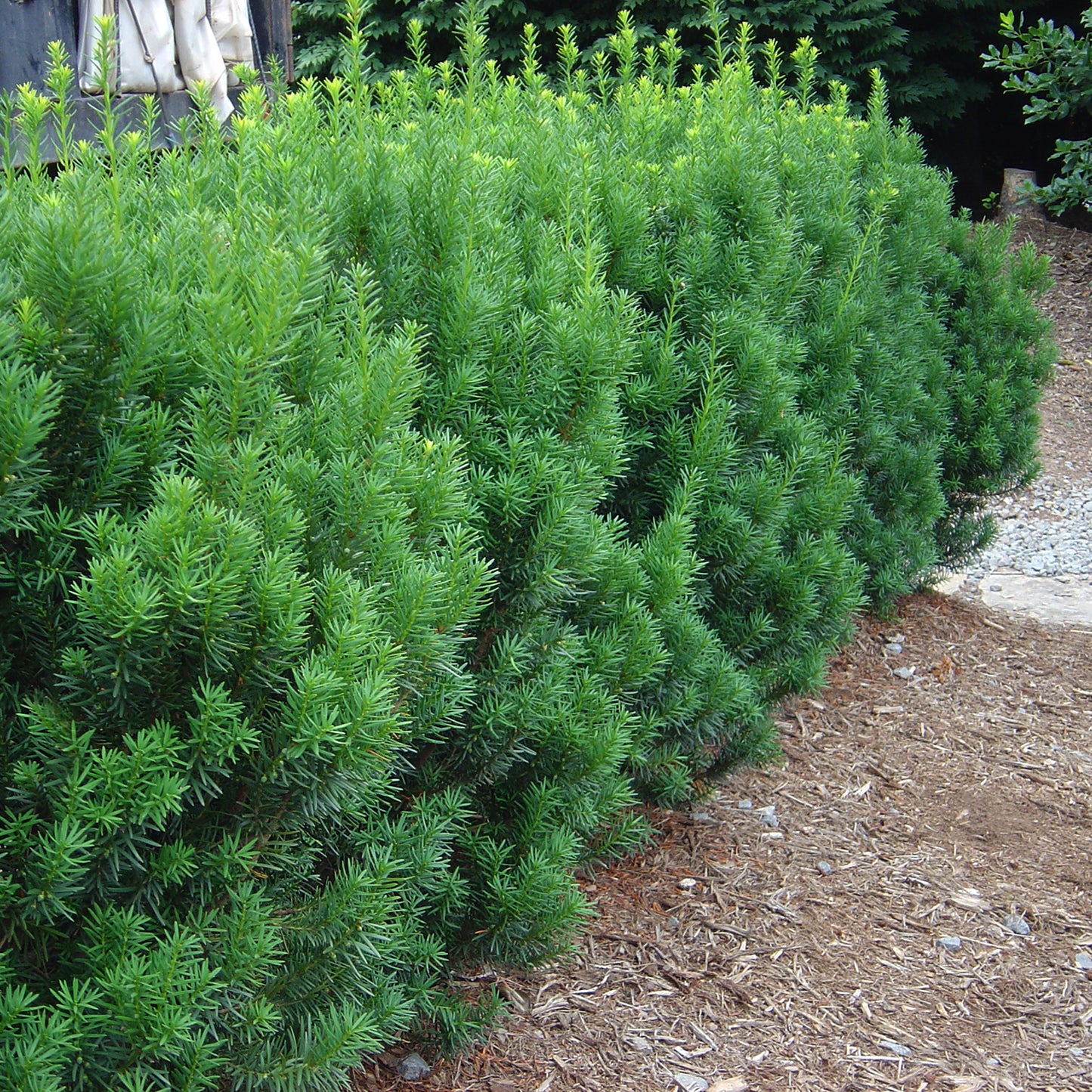 Rising Star¬¨¬Æ Yew 40cm 3 Gallon / 1 Plant