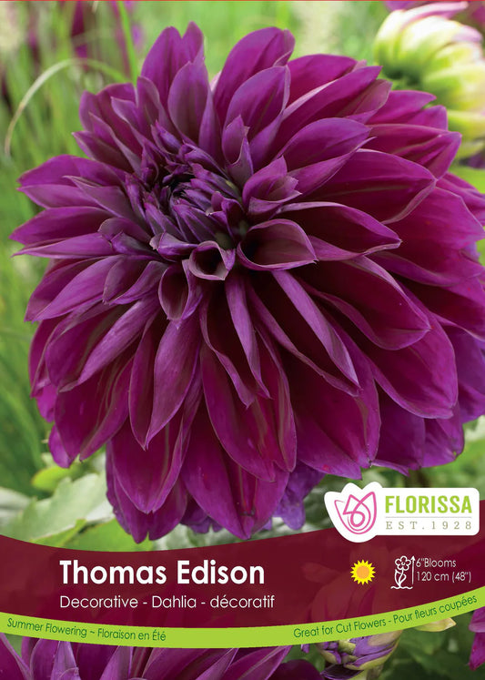 Dahlia décoratif de Thomas Edison