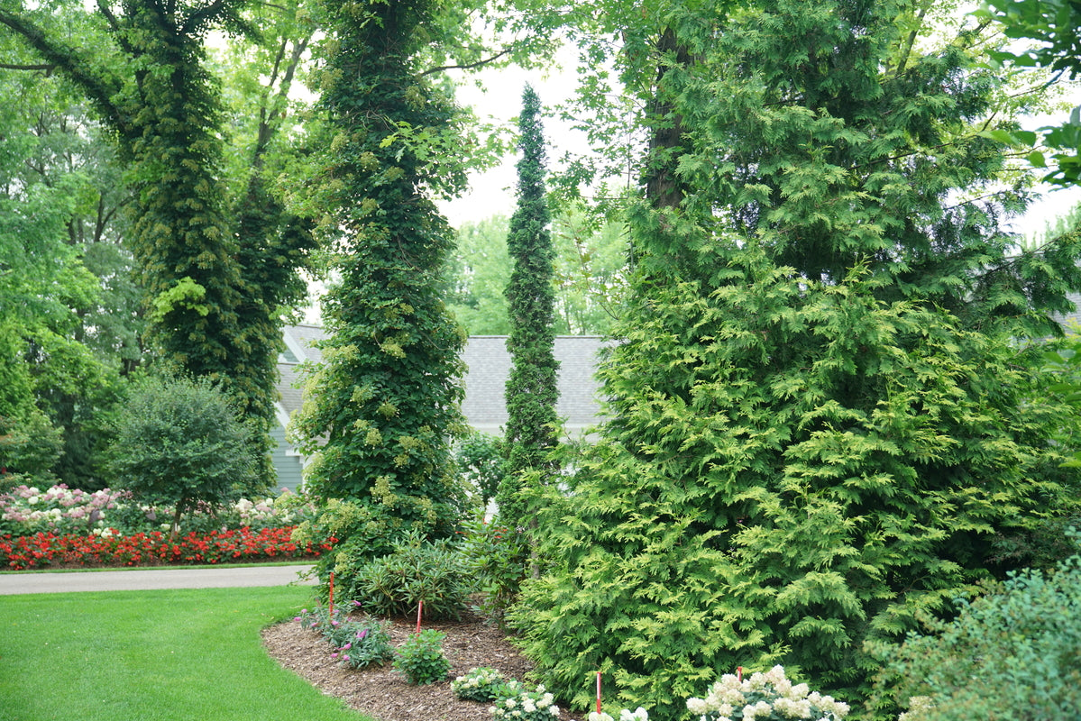 À toute vitesse, un homme mince de haie Arborvitae