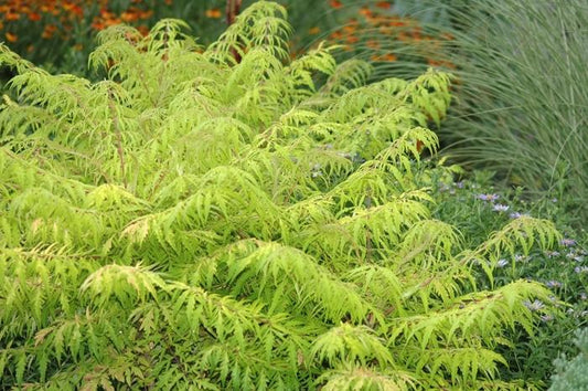 Sumac vinaigrier œil de tigre