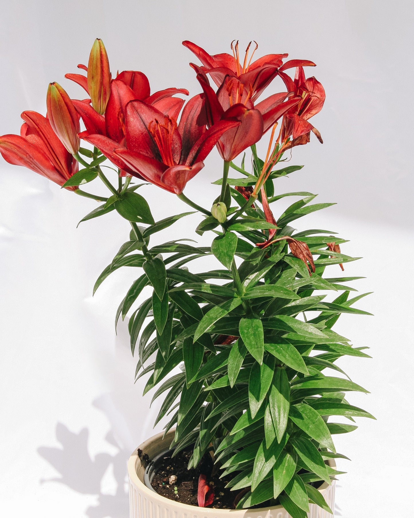 Tiny Rocket Lily