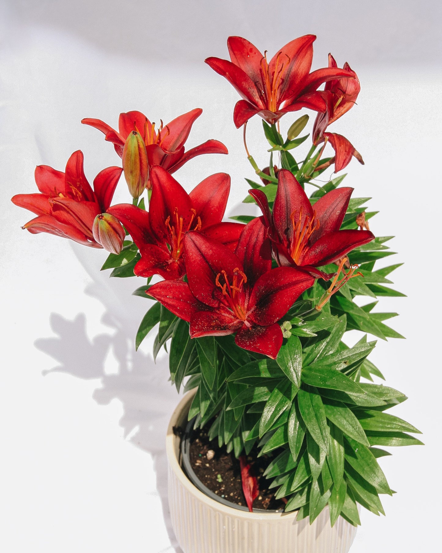 Tiny Rocket Lily